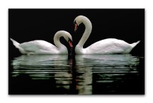 Obraz Labute zs3165