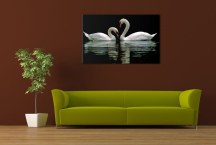 Obraz Labute zs3165