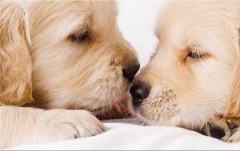 Obraz na stenu ZS - bez pomeru strán