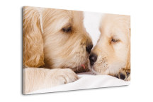 Obraz - Šteniatka zs3167