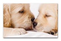 Obraz - Šteniatka zs3167