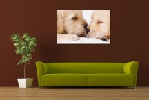 Obraz - Šteniatka zs3167