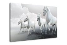 Obraz - Biele kone zs3168