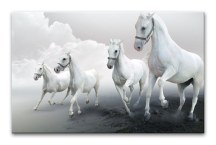 Obraz - Biele kone zs3168