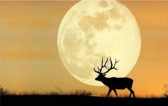 Obraz na stenu ZS - bez pomeru strán