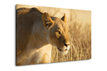 Obrazy so zvieratami - Levica zs3171