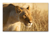 Obrazy so zvieratami - Levica zs3171