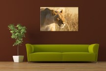 Obrazy so zvieratami - Levica zs3171