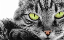 Obrazy - Mačka zs3172