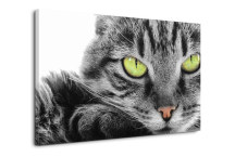 Obrazy - Mačka zs3172