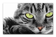 Obrazy - Mačka zs3172