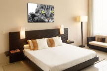 Obrazy - Mačka zs3172