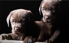 Obraz na stenu ZS - bez pomeru strán