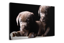 Obraz so šteniatkami zs3173