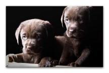 Obraz so šteniatkami zs3173