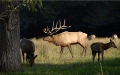 Obraz na stenu ZS - bez pomeru strán