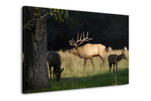 Obraz - V lese zs3174