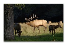 Obraz - V lese zs3174