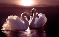 Obraz na stenu ZS - bez pomeru strán