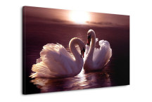 Obraz - Pár labutí zs3177