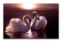 Obraz - Pár labutí zs3177