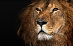 Obraz na stenu ZS - bez pomeru strán