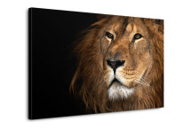Obraz - Lev zs3179