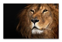 Obraz - Lev zs3179