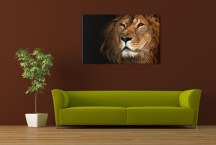 Obraz - Lev zs3179