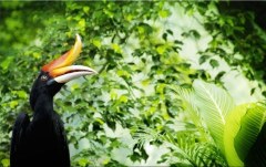 Obraz na stenu ZS - bez pomeru strán