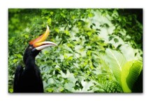 Obraz - Exotický vták zs3180