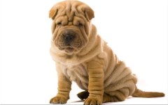 Obraz na stenu ZS - bez pomeru strán