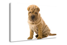 Obraz - Pes sharpei zs3182