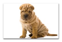 Obraz - Pes sharpei zs3182