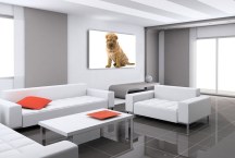 Obraz - Pes sharpei zs3182