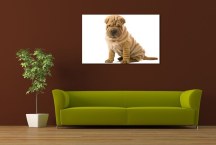 Obraz - Pes sharpei zs3182
