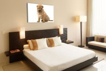 Obraz - Pes sharpei zs3182