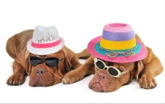 Obraz na stenu ZS - bez pomeru strán