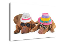 Obraz - Psy v klobúkoch zs3183