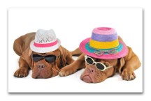 Obraz - Psy v klobúkoch zs3183