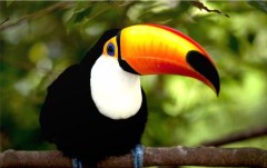 Obraz na stenu ZS - bez pomeru strán