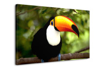 Obrazy Vtákov - Tukan zs3184