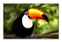 Obrazy Vtákov - Tukan zs3184