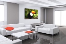 Obrazy Vtákov - Tukan zs3184