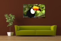 Obrazy Vtákov - Tukan zs3184