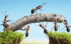 Obraz na stenu ZS - bez pomeru strán