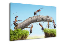Obraz Mravce zs3188