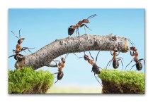 Obraz Mravce zs3188