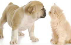 Obraz na stenu ZS - bez pomeru strán