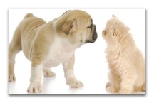 Obraz Mačka a Pes zs3190